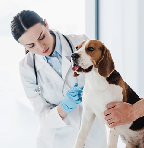 Gülşehir Veteriner